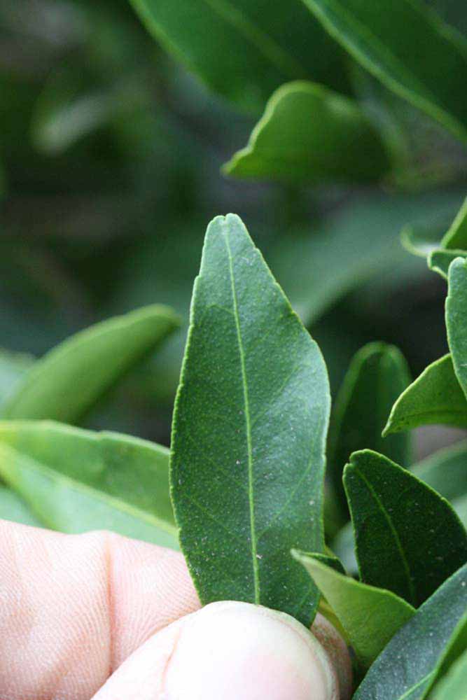              Margin (Riverside, CA)       